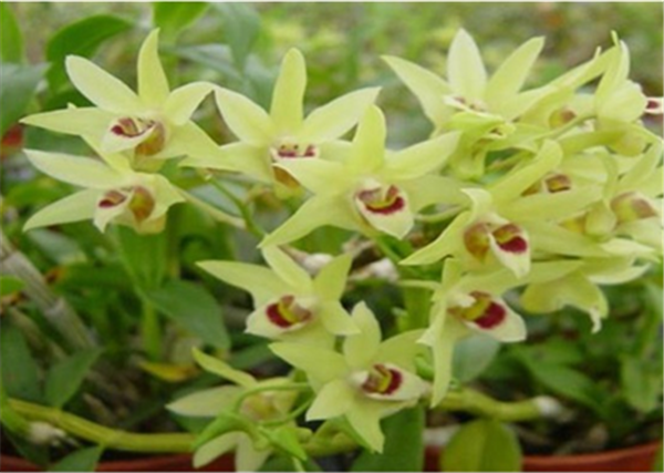 c鿴ԔϢ}Herba Dendrodii Flower xΔ(sh)2818