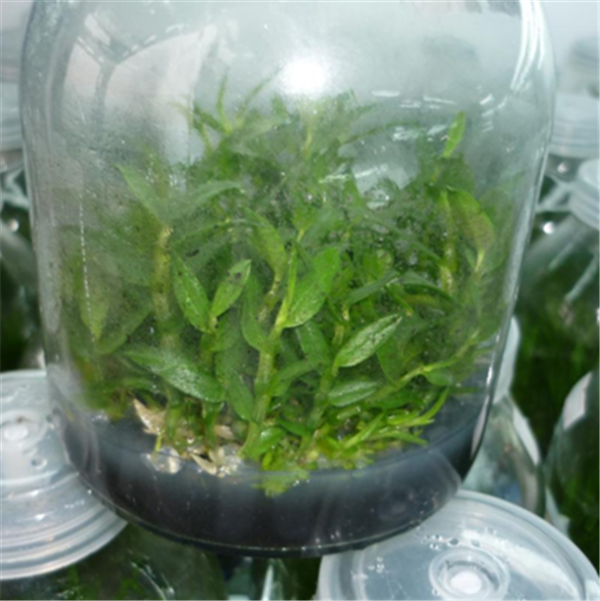 c鿴ԔϢ}Herba Dendrodii Pot Seedlings xΔ(sh)2164