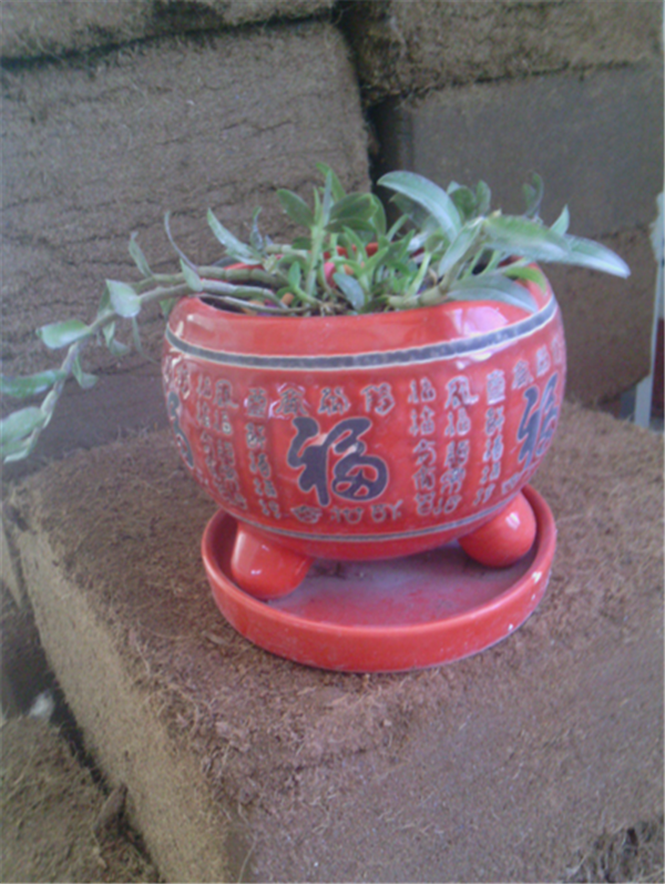 c鿴ԔϢ}Herba Dendrodii Pot Seedlings xΔ(sh)2523