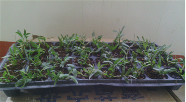 c鿴ԔϢ}Herba Dendrodii Plug Seedlings xΔ(sh)2662